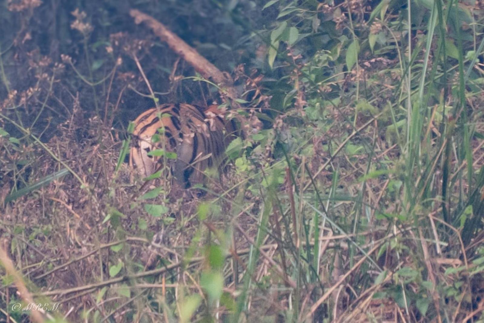 Sanctuary Chitwan National Park Exterior foto