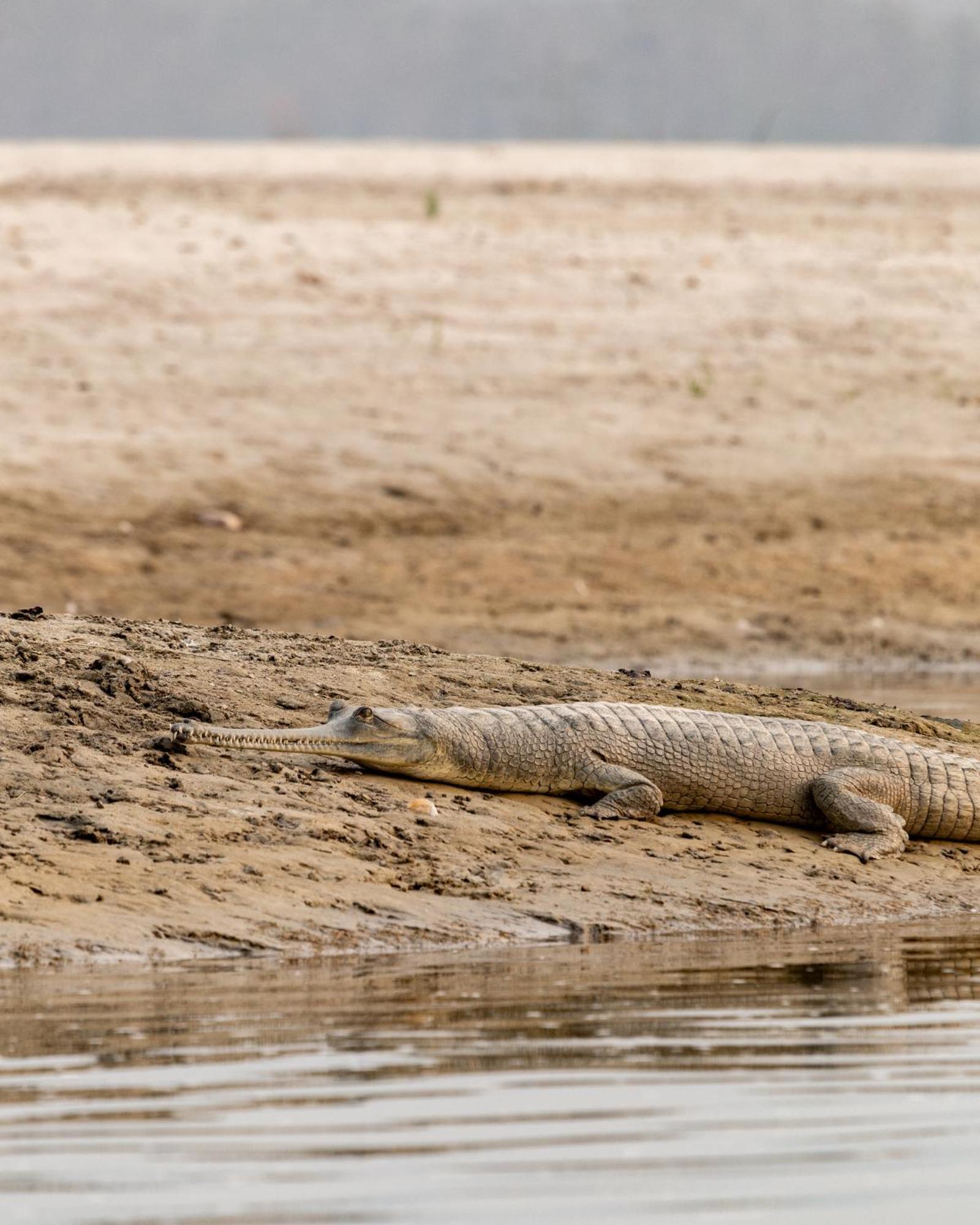 Sanctuary Chitwan National Park Exterior foto