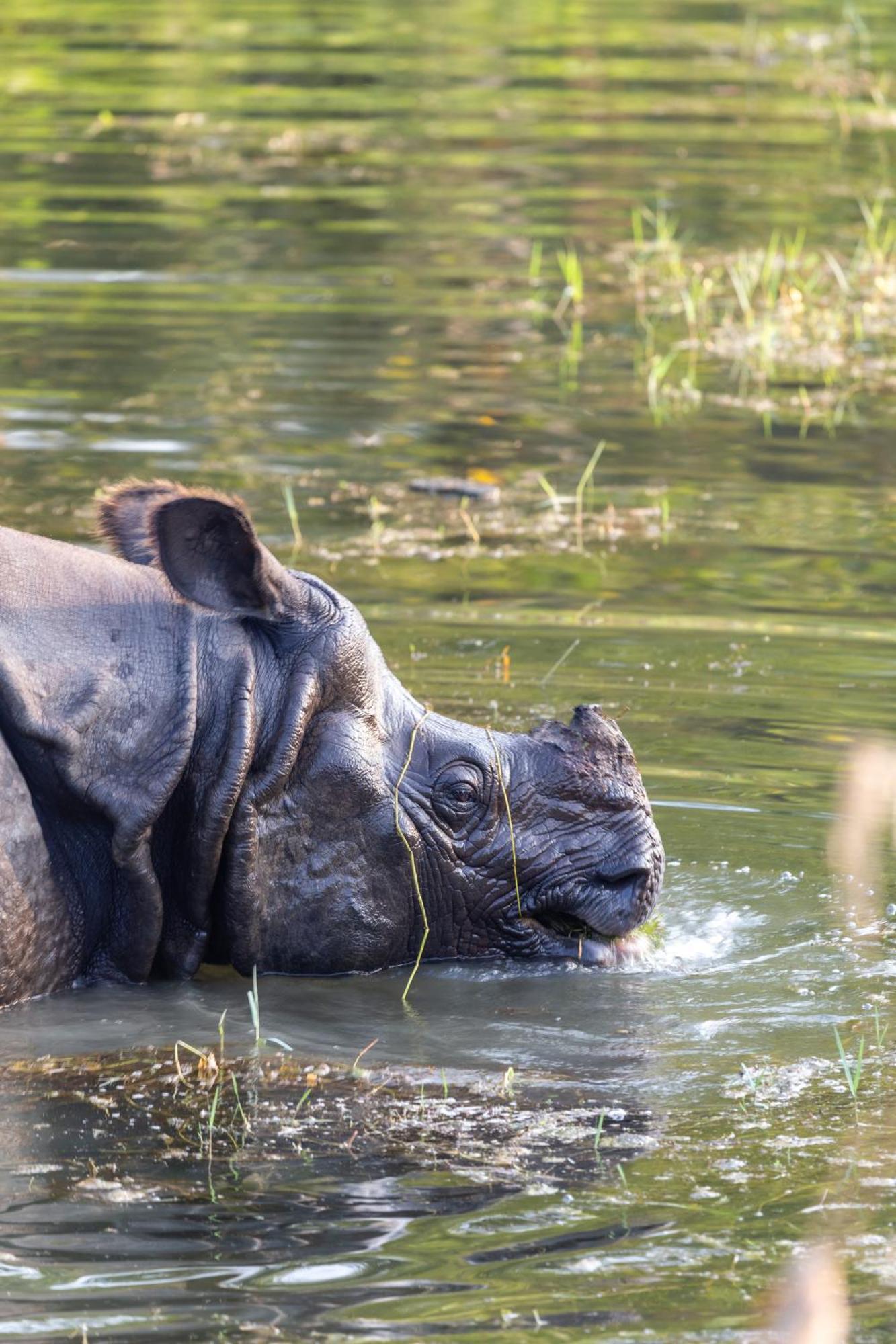 Sanctuary Chitwan National Park Exterior foto