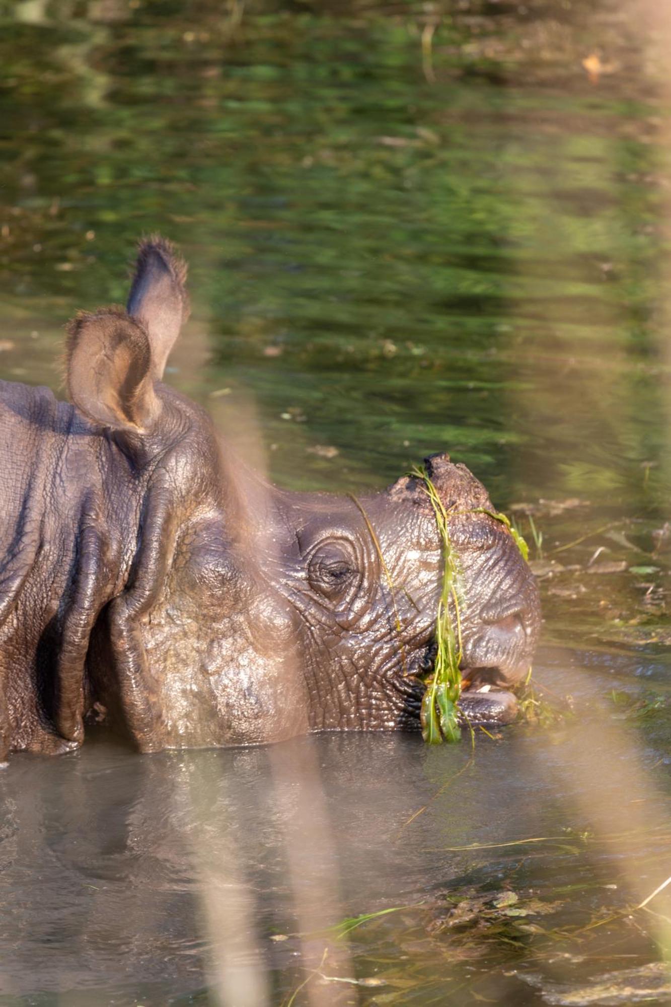 Sanctuary Chitwan National Park Exterior foto