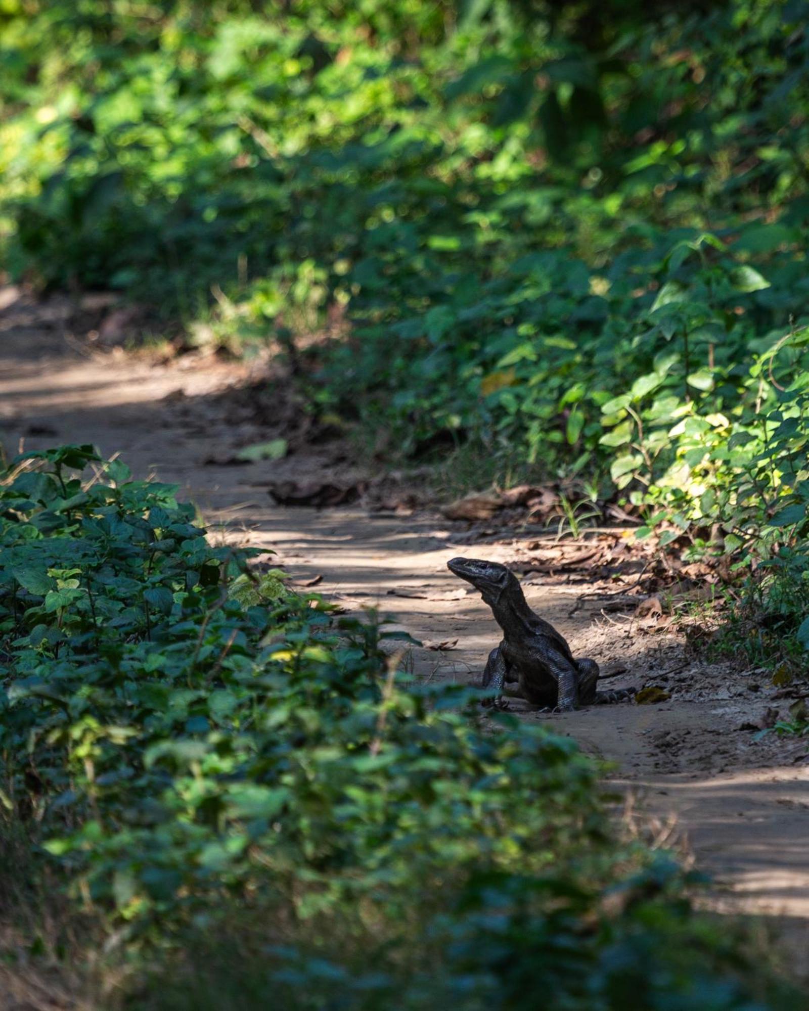 Sanctuary Chitwan National Park Exterior foto